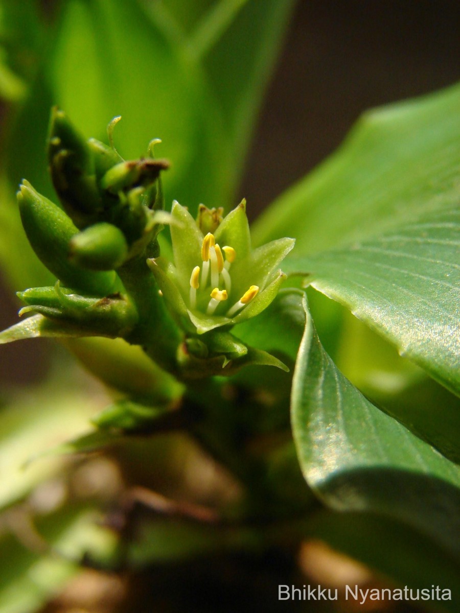 Chlorophytum heynei Baker